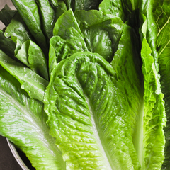lettuce - romaine