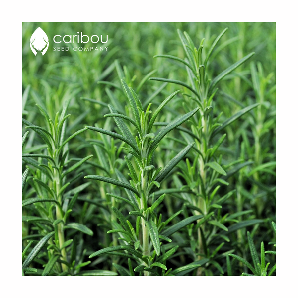 rosemary - Caribou Seed Company