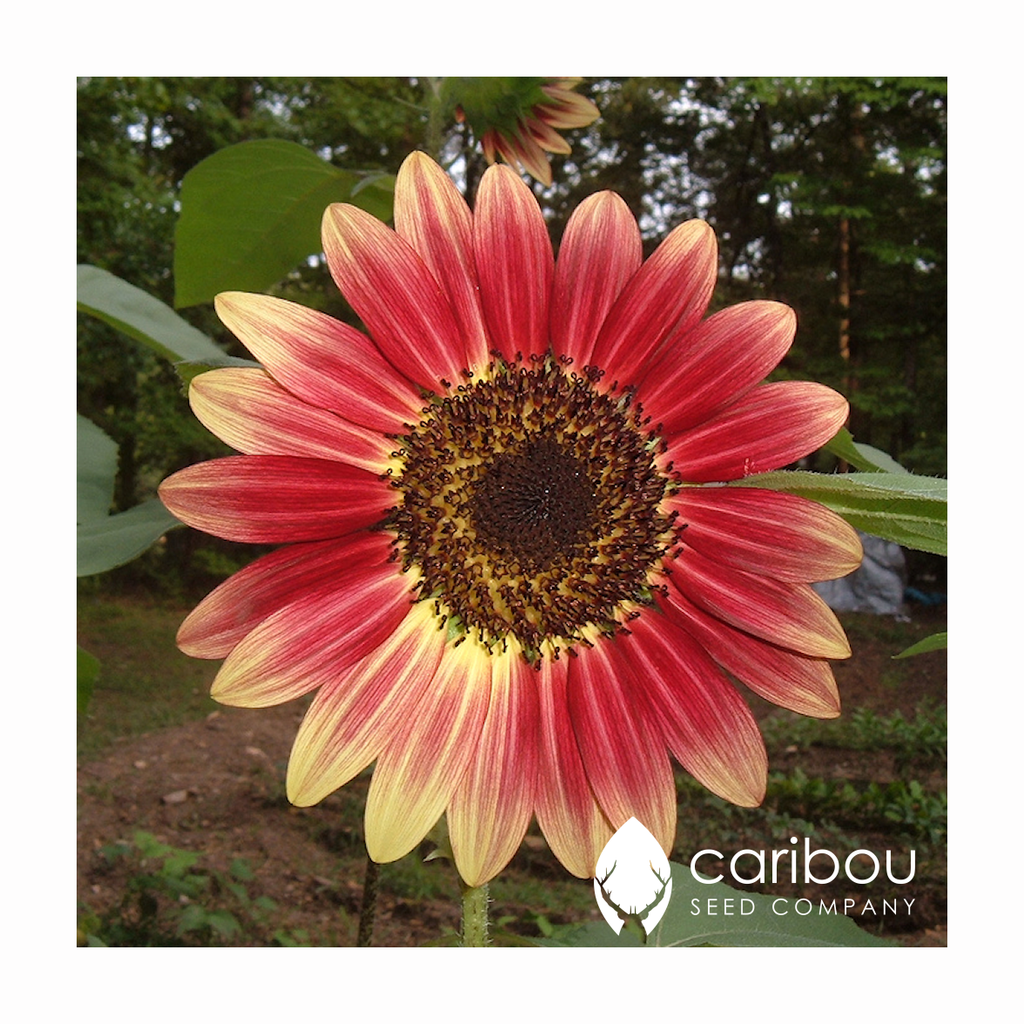 sunflower - ruby eclipse - Caribou Seed Company