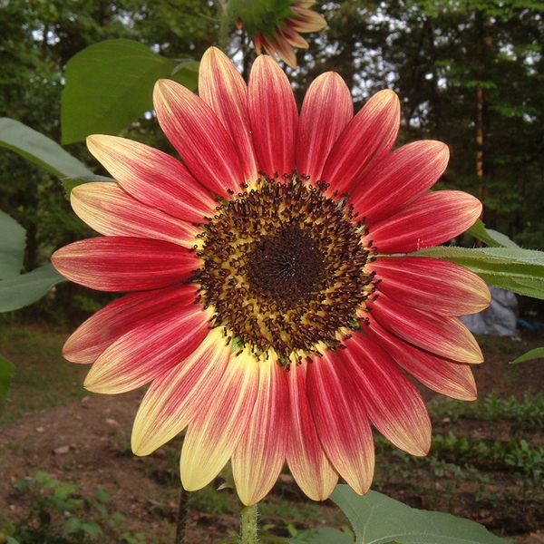 striking sunflowers seed kit