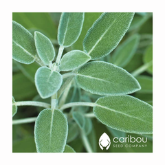 sage