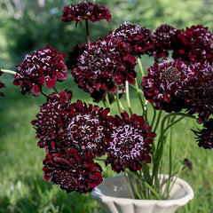 scabiosa - black knight