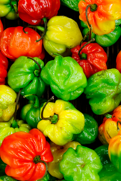 pepper - scotch bonnet