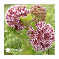 milkweed - showy