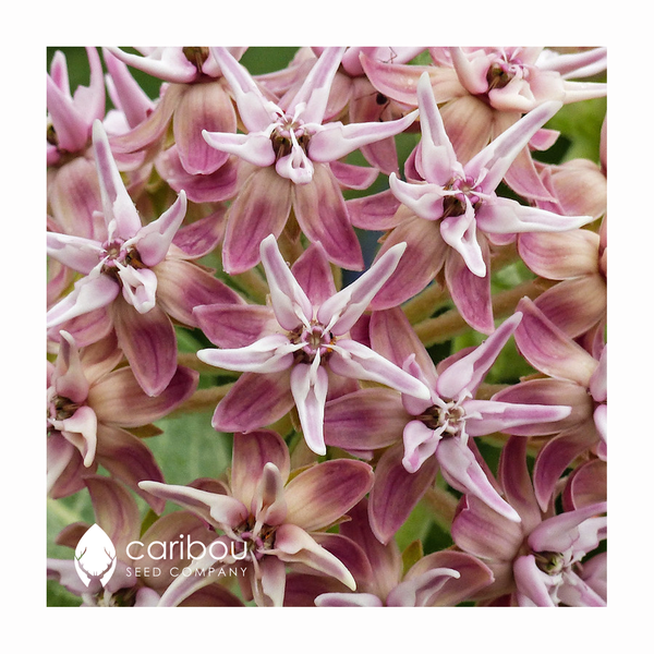 milkweed - showy