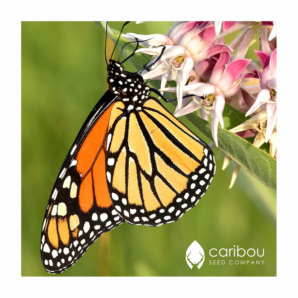 milkweed - showy