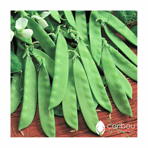 snow pea