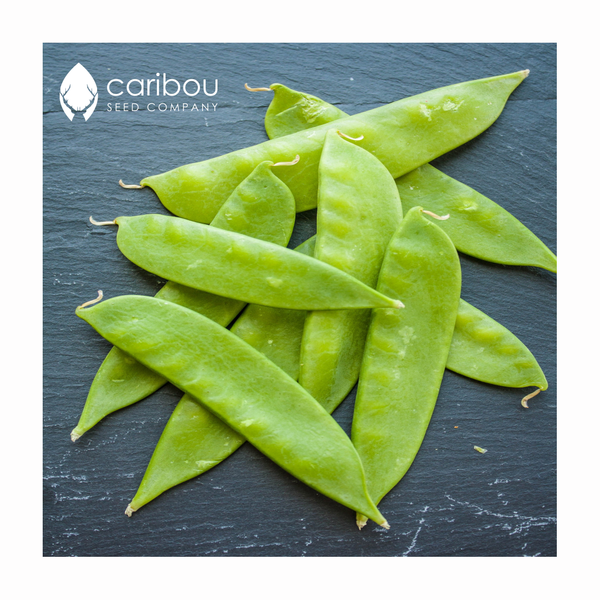 snow pea