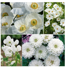 ivory inspiration