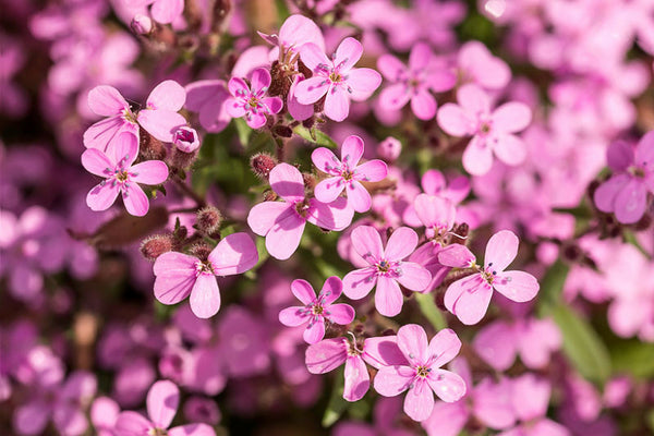soapwort