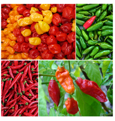 hot & spicy pepper kit