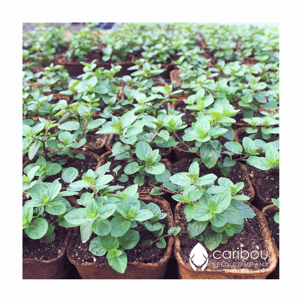 spearmint - Caribou Seed Company