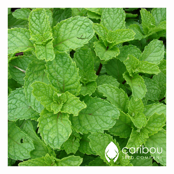 spearmint - Caribou Seed Company