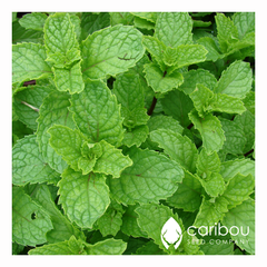 spearmint