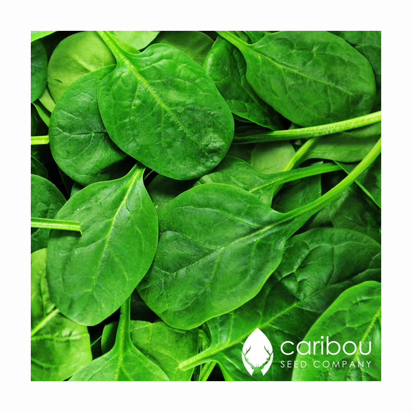 spinach - Caribou Seed Company