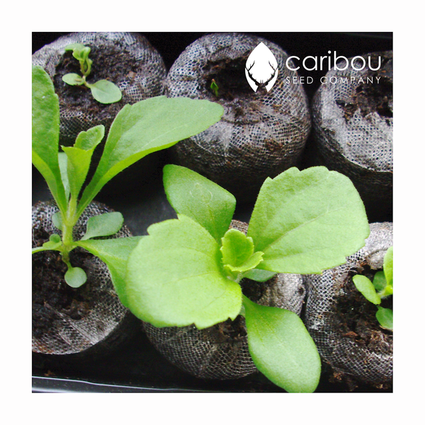 stevia - Caribou Seed Company