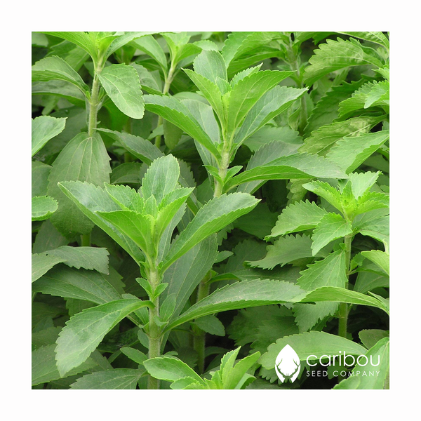 stevia - Caribou Seed Company