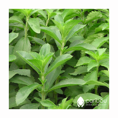 stevia