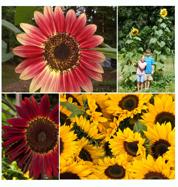 striking sunflowers seed kit