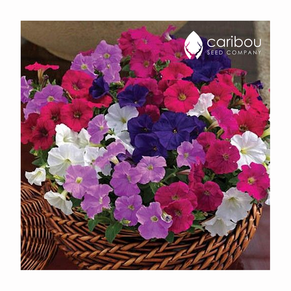 supercascade petunia - blend mix - Caribou Seed Company