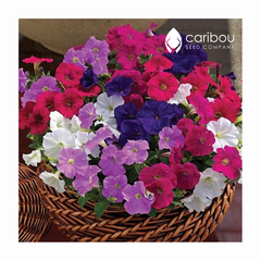 supercascade petunia - blend mix
