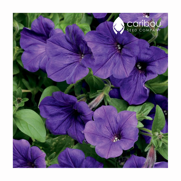 supercascade petunia - blue - Caribou Seed Company