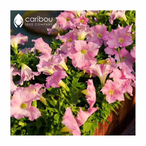 supercascade petunia - lilac - Caribou Seed Company