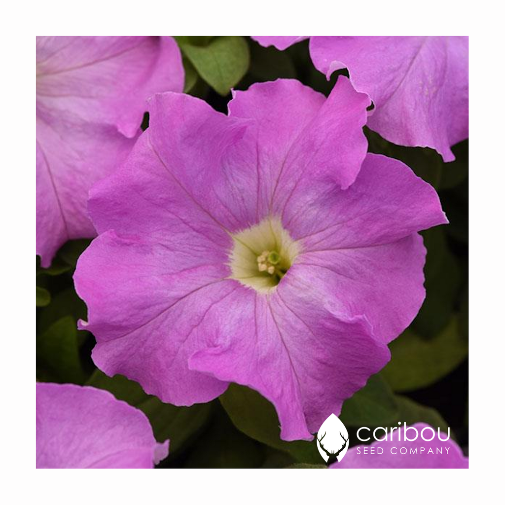 supercascade petunia - lilac - Caribou Seed Company