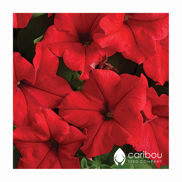 supercascade petunia - red - Caribou Seed Company
