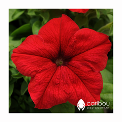 supercascade petunia - red