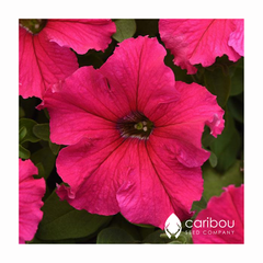 supercascade petunia - rose