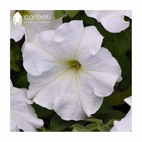 supercascade petunia - white - Caribou Seed Company
