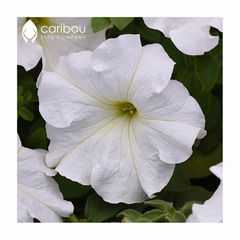 supercascade petunia - white