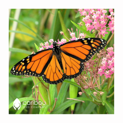 milkweed - swamp