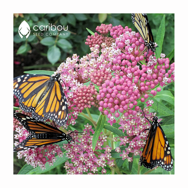 milkweed - swamp