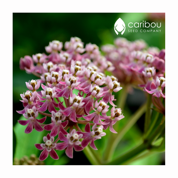 milkweed - swamp