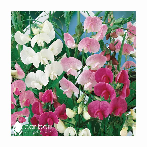 sweet pea - Caribou Seed Company