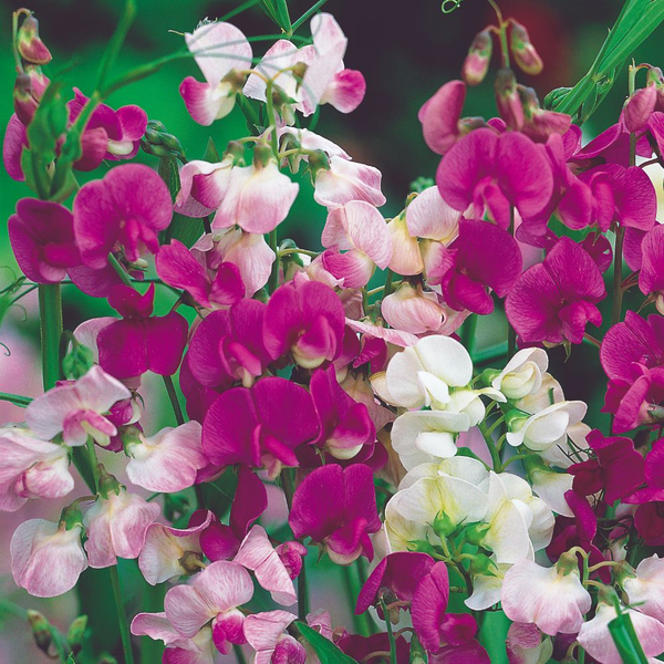 fragrant fantasies seed kit