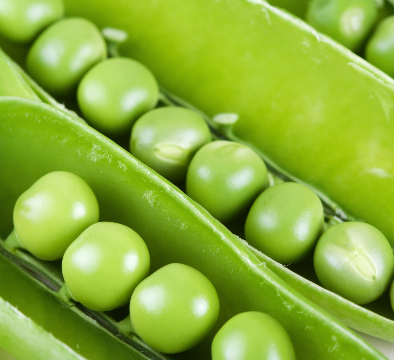 sweet garden pea - Caribou Seed Company