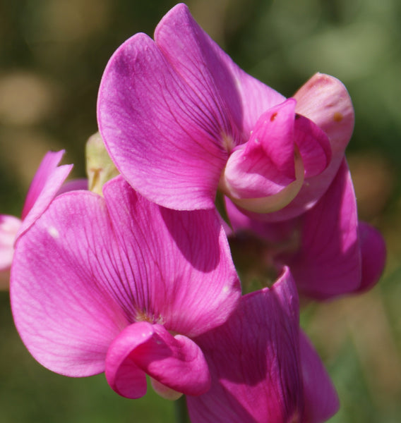 sweet pea - pink