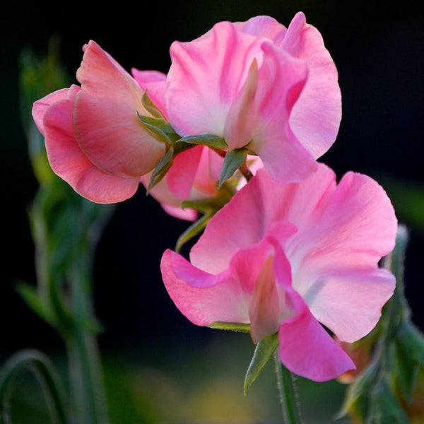 sweet pea - pink