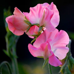 sweet pea - pink