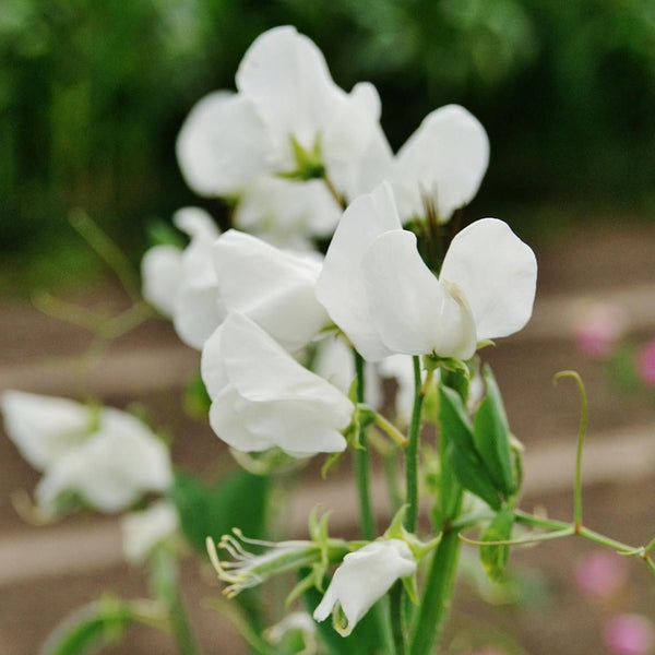 sweet pea - white