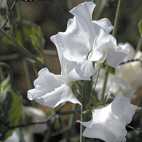 sweet pea - white