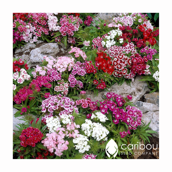 sweet william - Caribou Seed Company