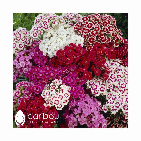 sweet william - Caribou Seed Company