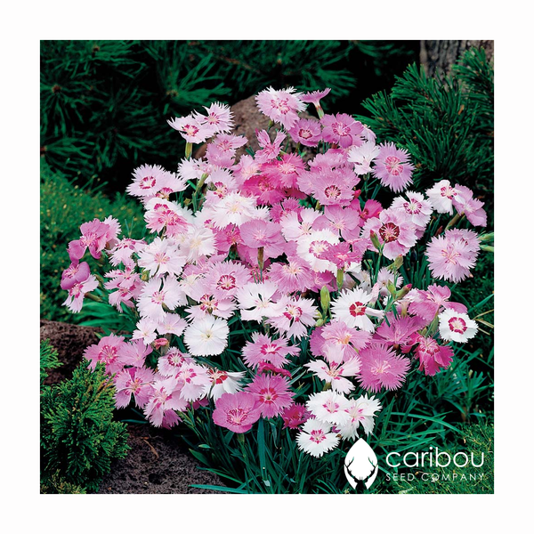 playful perennials