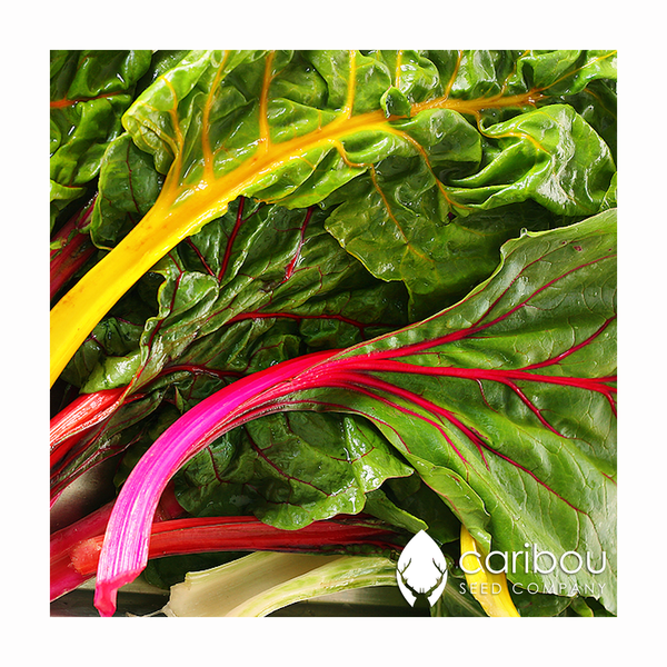 swiss chard - Caribou Seed Company