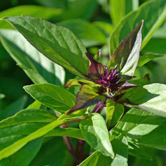 basil - thai