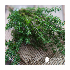 thyme